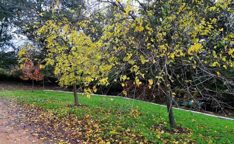 Finca La Liserilla Galaroza Zewnętrze zdjęcie