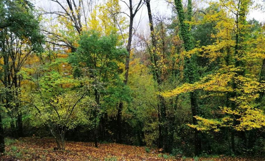 Finca La Liserilla Galaroza Zewnętrze zdjęcie